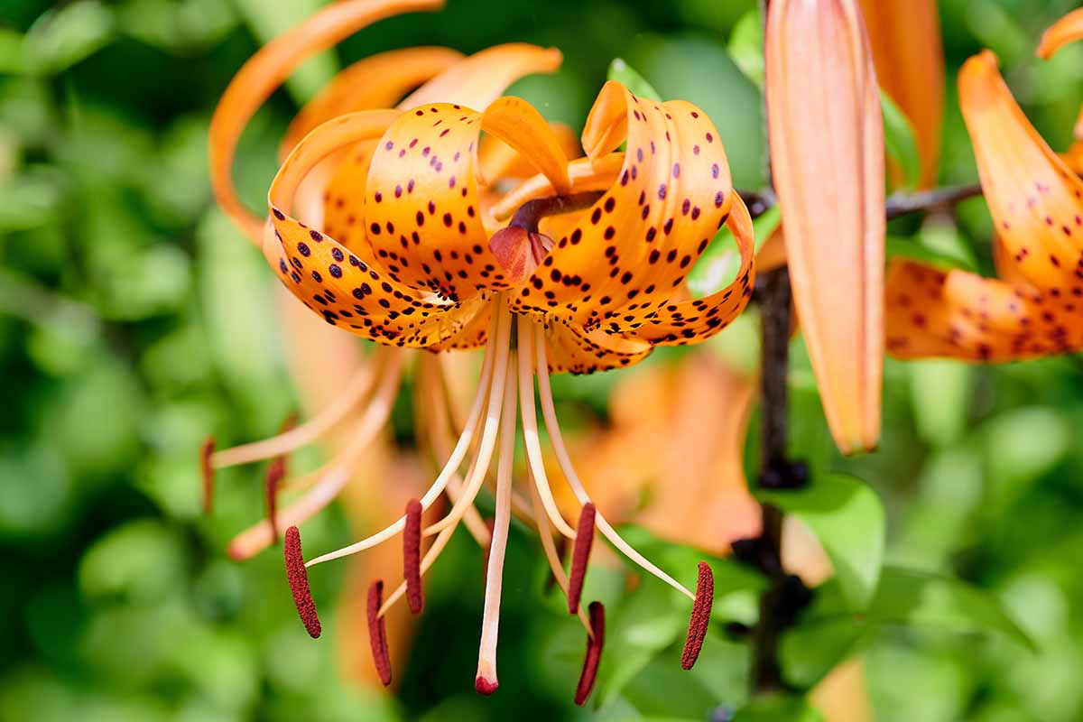 A close up horizontal image of tiger lilies in full bloom in the summer garden.