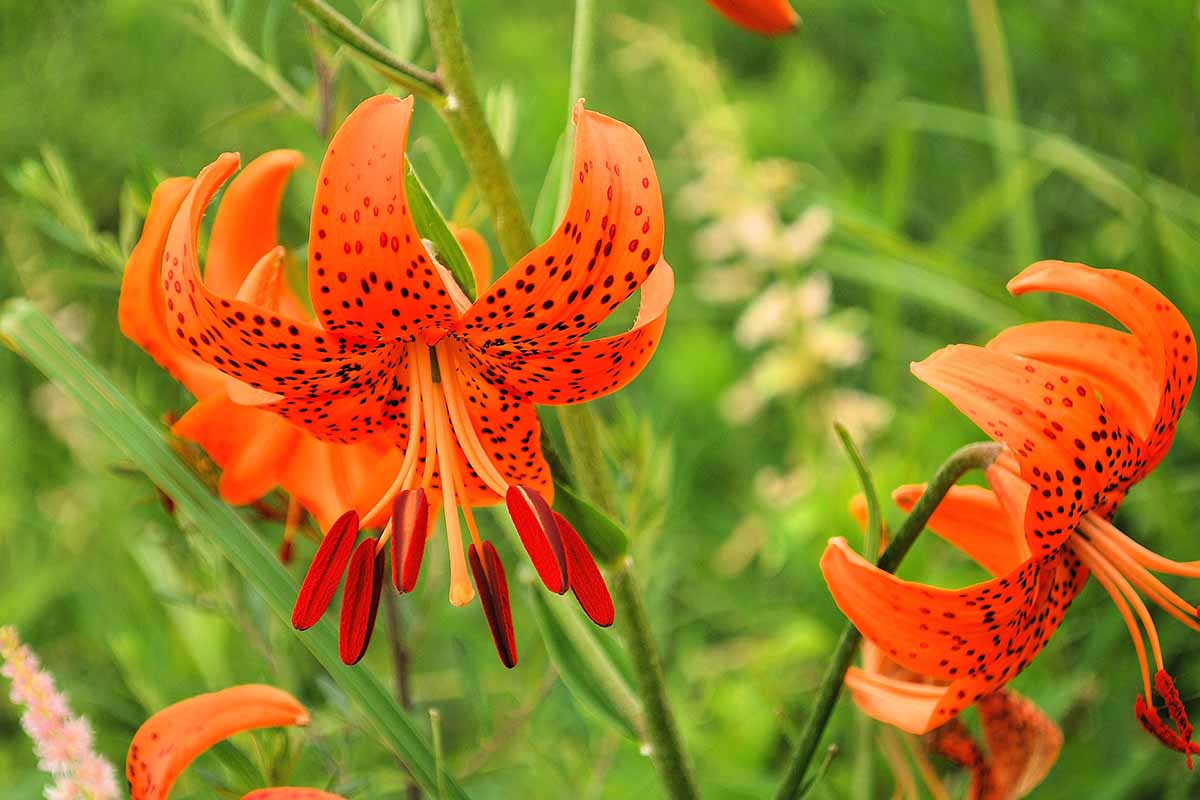 A close up horizontal image of tiger lily flowers growing in the garden pictured on a soft focus background.