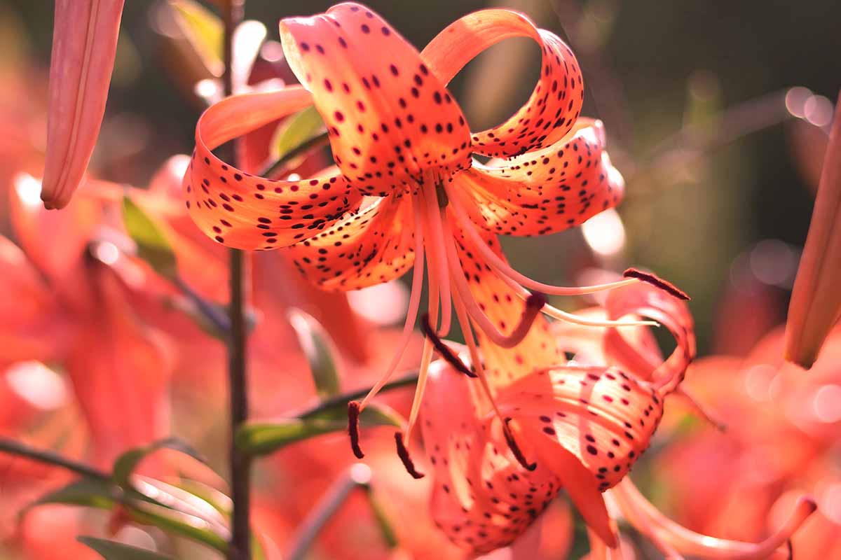 A close up horizontal image of Lilium lancifolium flowers growing in the garden pictured in light sunshine on a soft focus background.