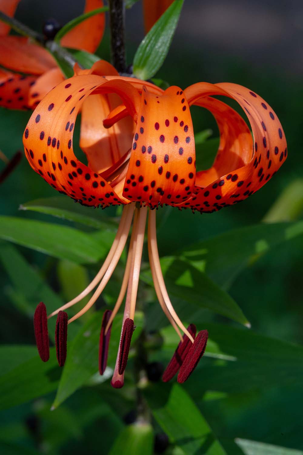 A close up vertical image of a tiger lily (Lilium lancifolium) flower growing in the garden pictured on a soft focus background.