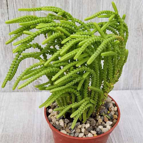 A close up square image of a watch chain crassula growing in a small pot set on a wooden surface.