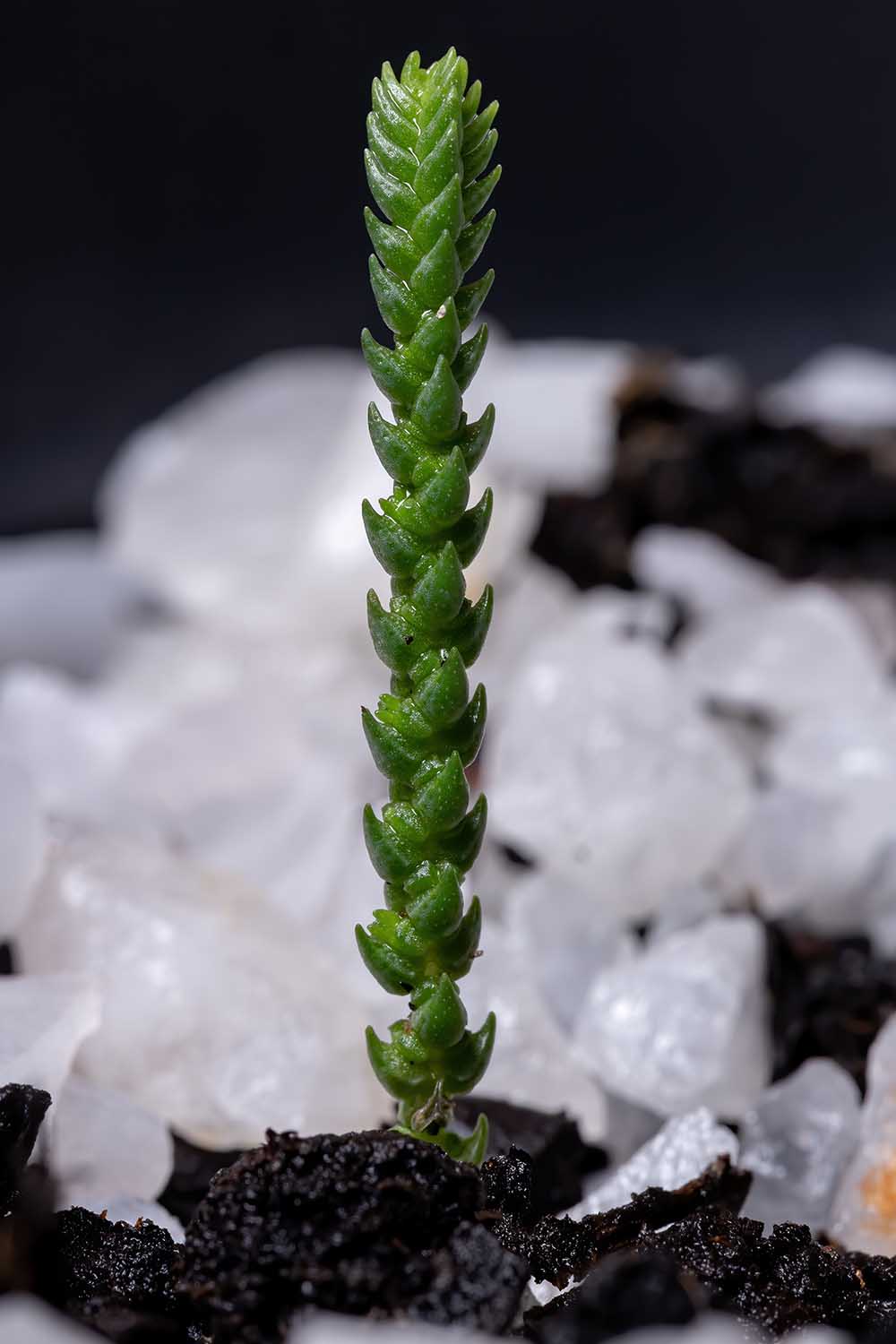 A close up vertical image of a single stem of a watch chain crassula growing in a pot.