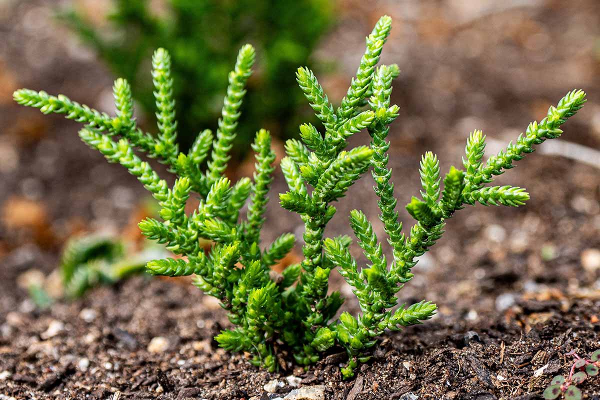 A close up horizontal image of a watch chain crassula growing outdoors.