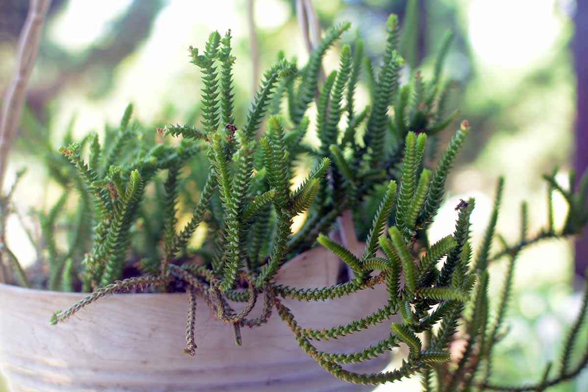 A close up horizontal image of a watch chain or rattail crassula growing in a pot with stems cascading over the side.
