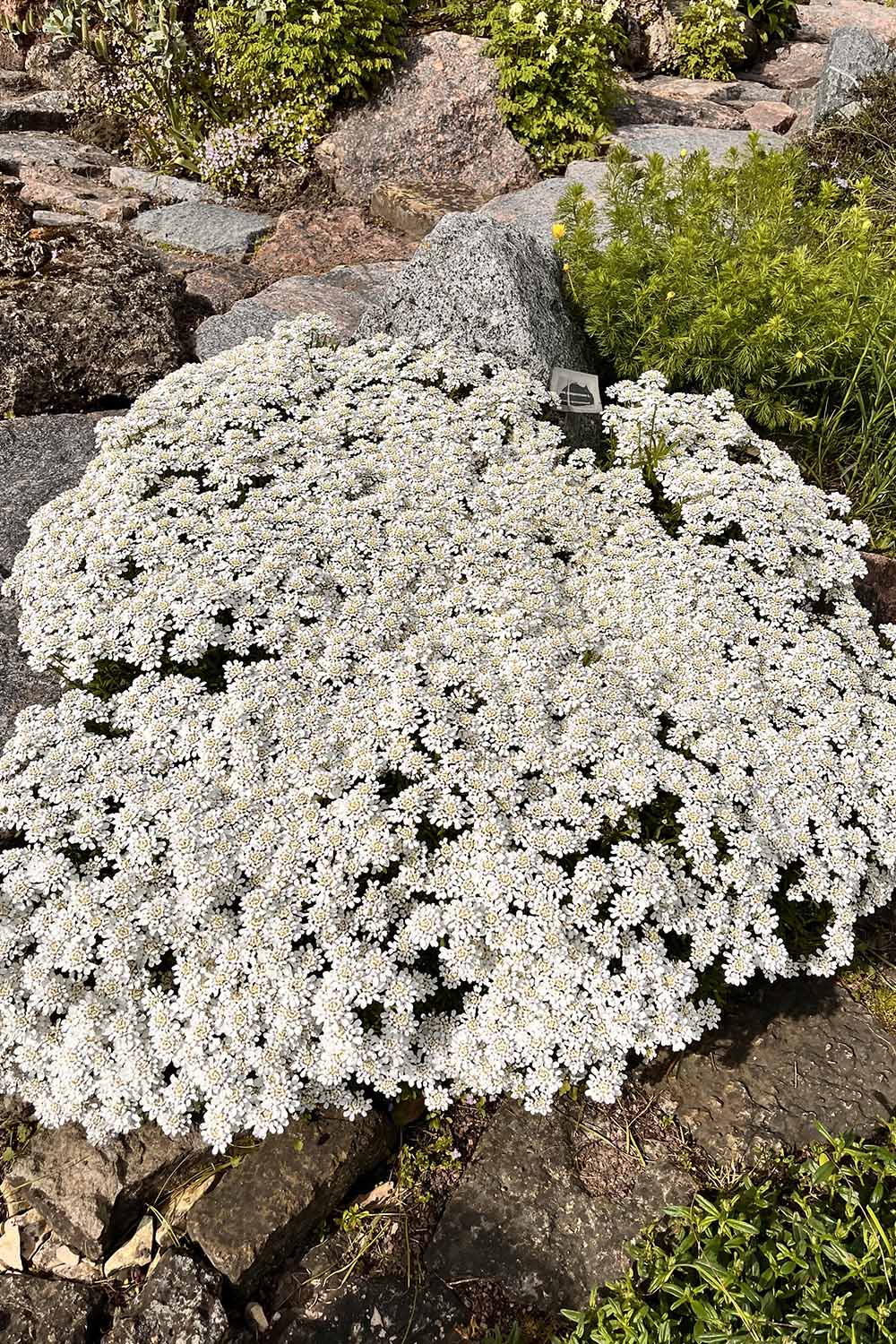 A close up vertical image of white candytuft growing as a ground cover in a rock garden.