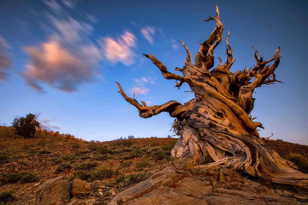 A horizontal image of an ancient bristlecone pine growing on a rocky outcrop.