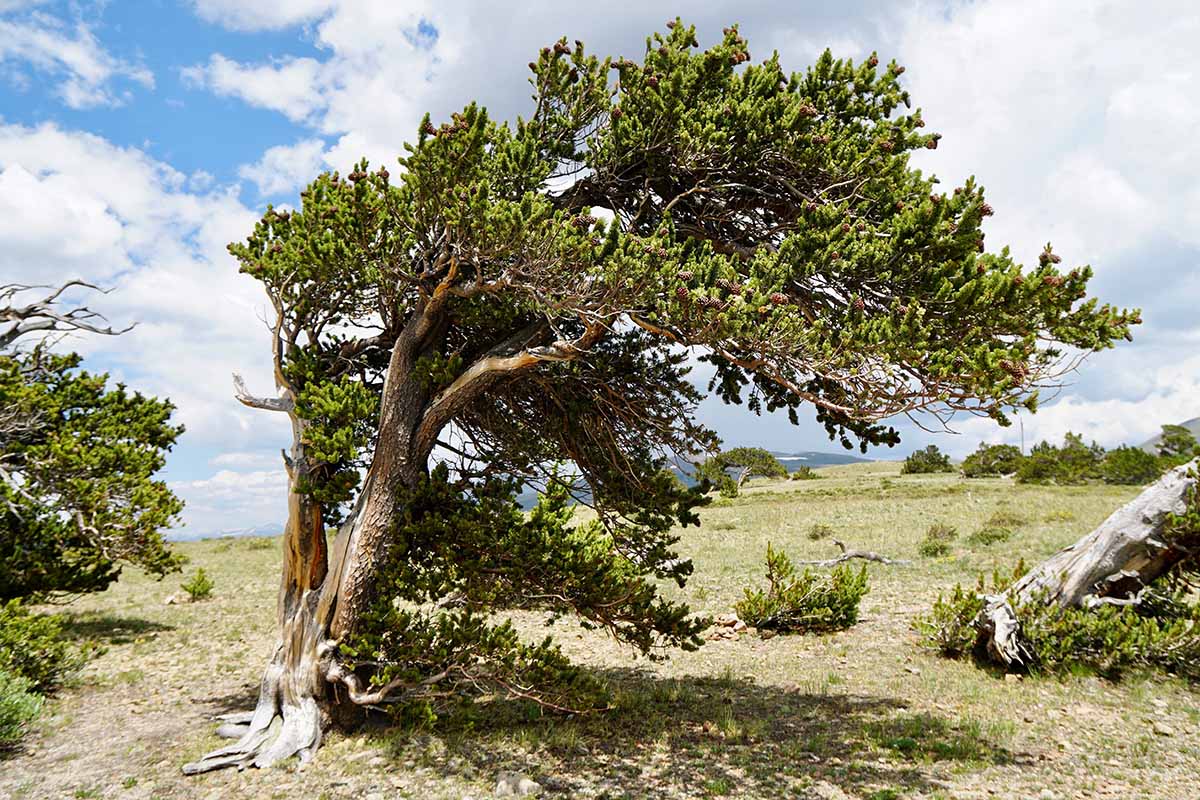 A horizontal image of a bristlecone pine (Pinus aristata) with a windswept shape growing wild.