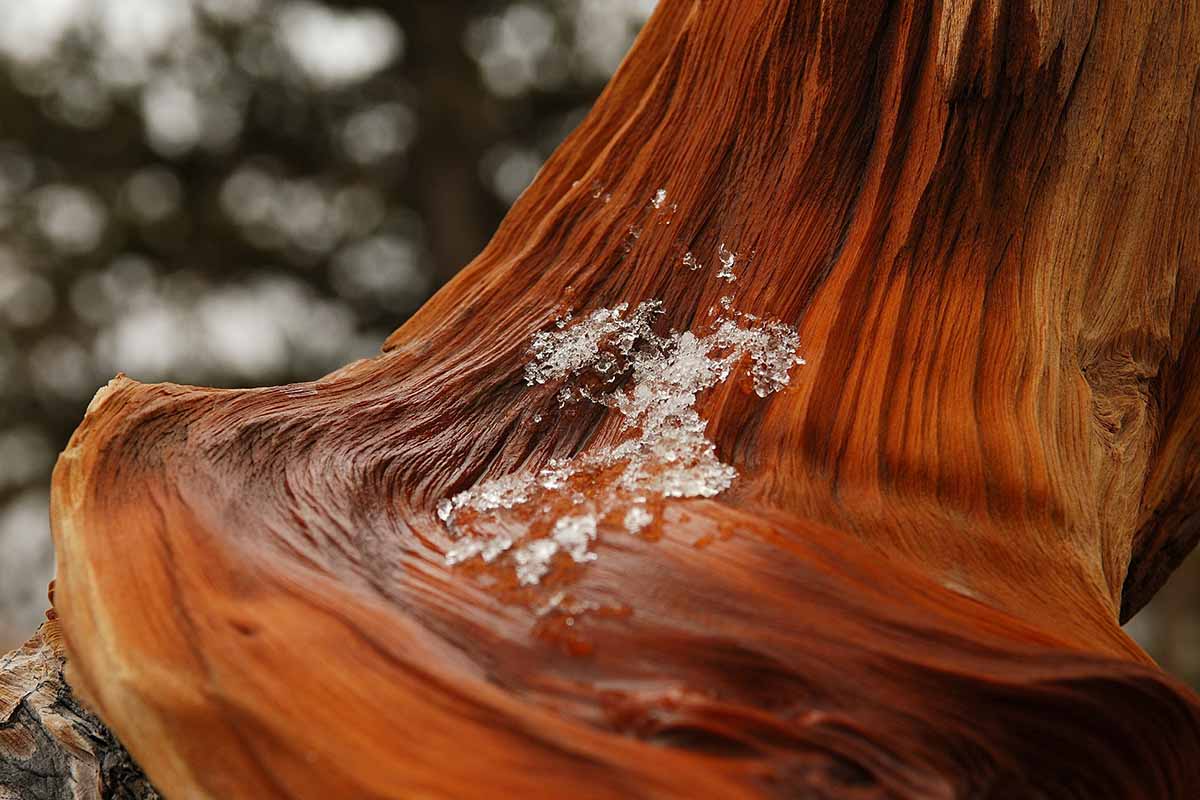 A close up horizontal image of the wood of a bristlecone pine with some residual frost.