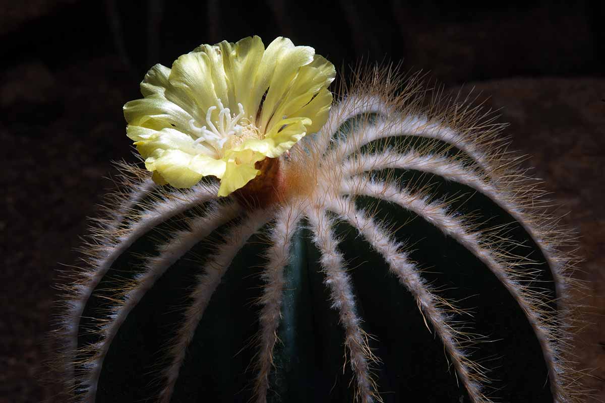 A close up horizontal image of a balloon cactus with a bright yellow flower pictured on a dark background.