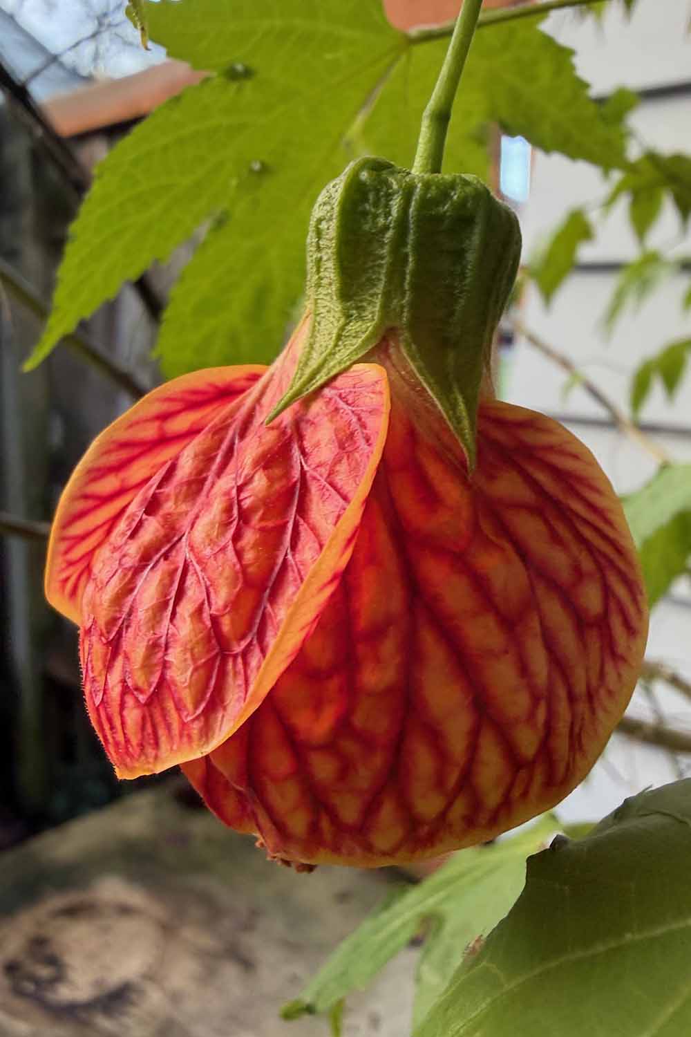 A close up vertical image of a single abutilon flower growing in a pot pictured on a soft focus background.