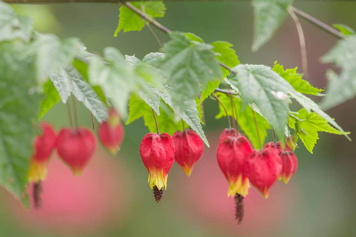 A close up horizontal image of Abutilon megapotamicum flowers growing in the garden pictured on a soft focus background.