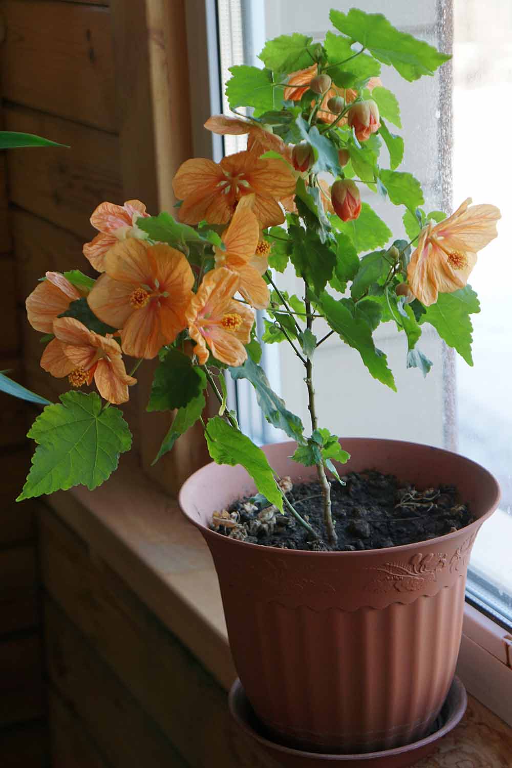 A close up vertical image of an orange flowering maple growing in a pot indoors.