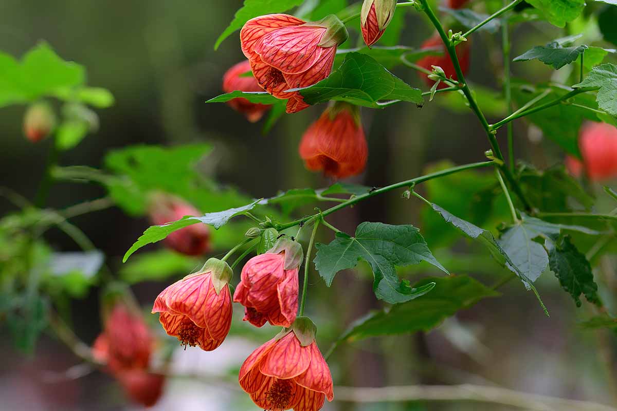A close up horizontal image of red abutilon flowers growing in a container pictured on a soft focus background.
