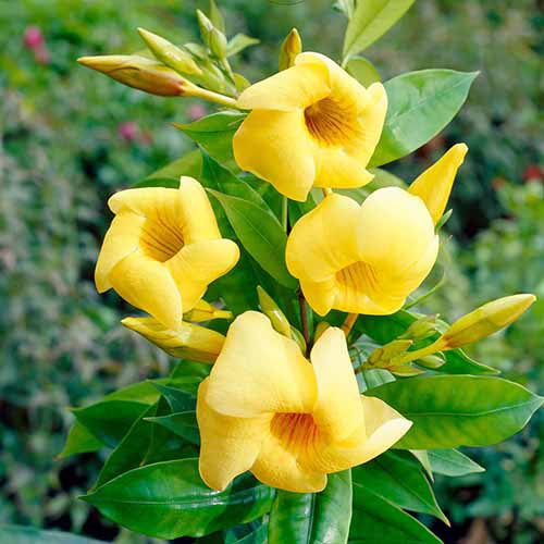 A close up square image of yellow allamanda flowers growing in the garden pictured on a soft focus background.