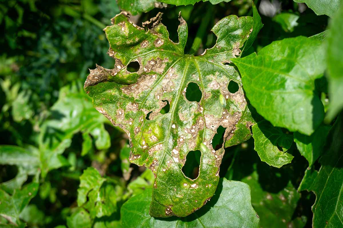 A close up horizontal image of the symptoms of alternaria leaf spot on foliage.