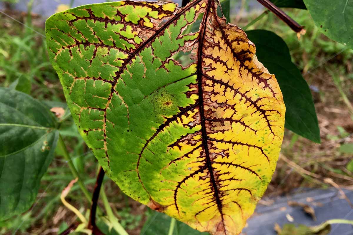 A close up horizontal image of beans suffering from anthracnose.