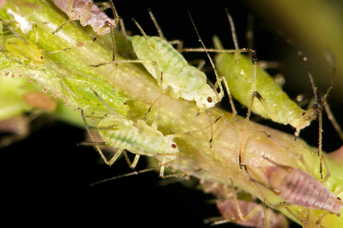 A horizontal image of aphids in high magnification on a soft focus background.