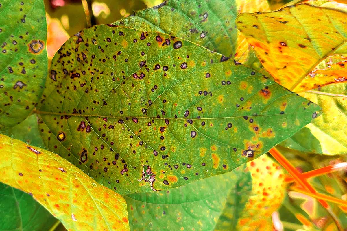 A close up horizontal image of the symptoms of bacterial blight on foliage.