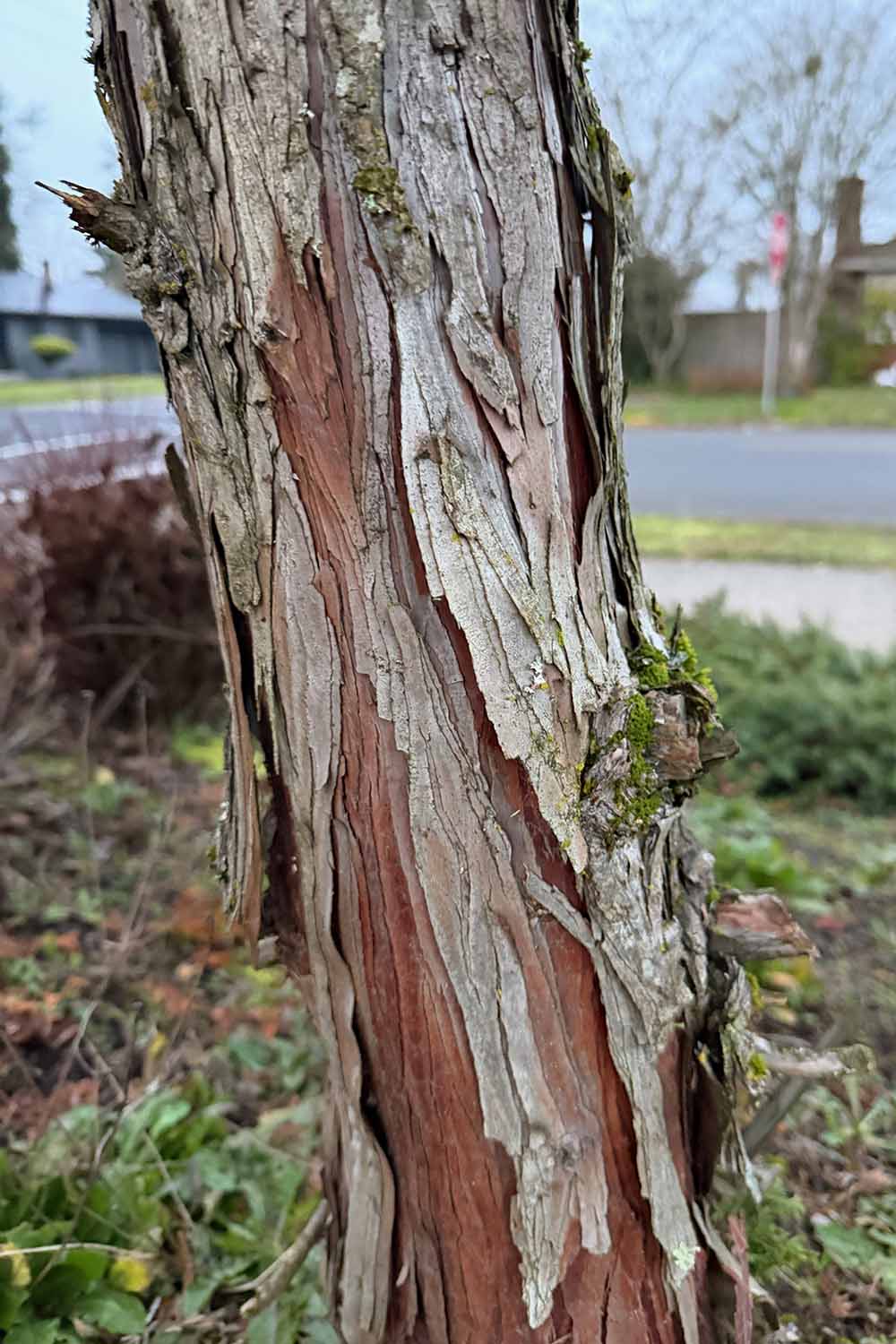 A close up vertical image of the bark of a hinoki cypress (Chamaecyparis obtusa) growing in a front yard.