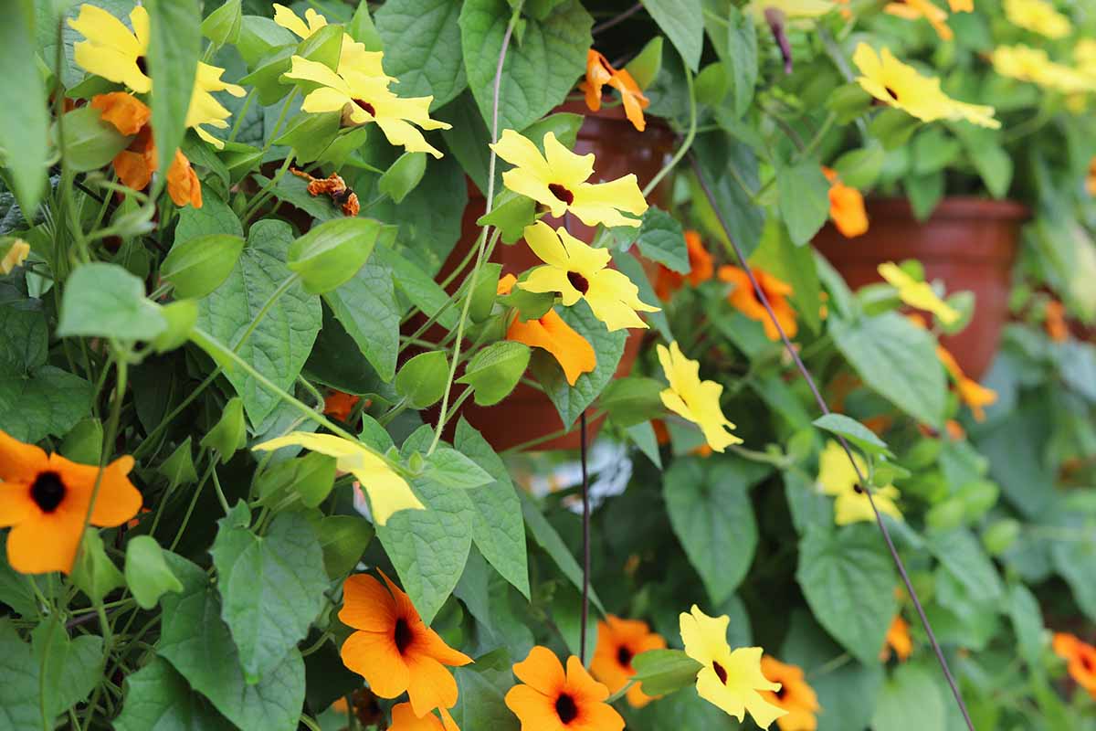 A close up horizontal image of a black-eyed susan vine growing in the garden in pots.