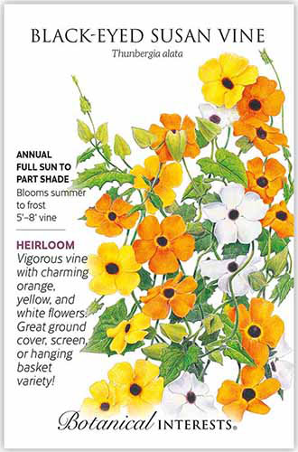 A close up of a packet of black-eyed susan vine seeds with a hand-drawn illustration to the right of the frame and text to the left.