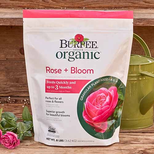 A square image of Burpee organic Rose and Bloom fertilizer set on a wooden surface.