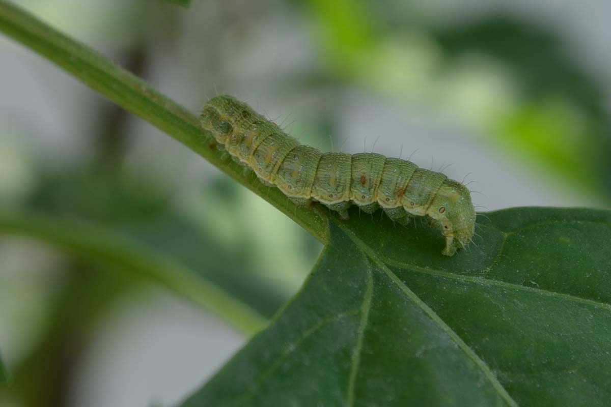 A close up horizontal image of a cabbage looper on a leaf pictured on a soft focus background.