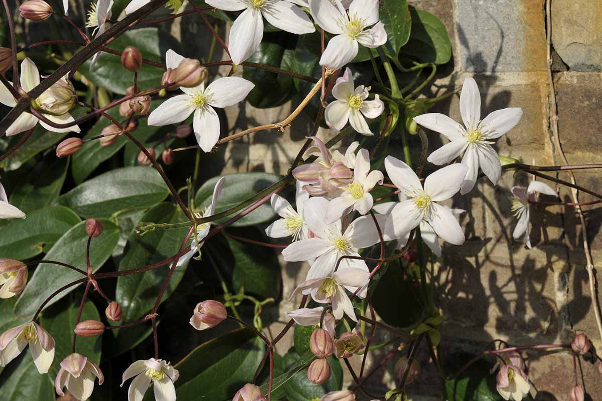 A close up horizontal image of the white flowers of an evergreen vine growing up a stone wall, pictured in light sunshine.