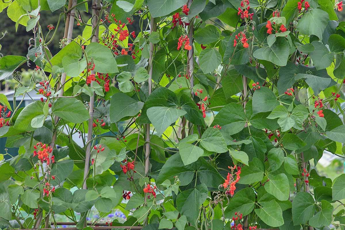 A close up horizontal image of scarlet runner beans growing in the summer garden.