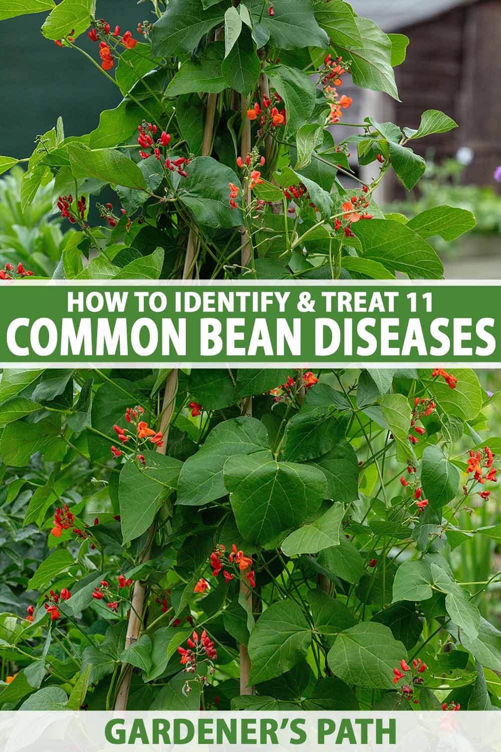 A close up vertical image of scarlet runner beans growing in the summer vegetable garden. To the center and bottom of the frame is green and white printed text.