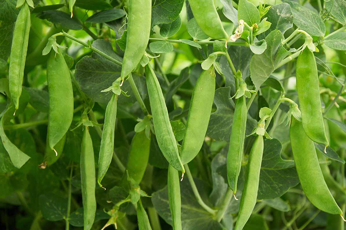 A close up horizontal image of peas growing in the garden.