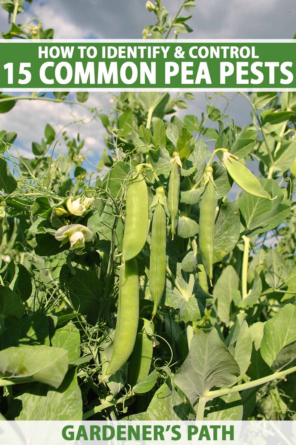 A close up vertical image of peas growing in a sunny vegetable garden. To the top and bottom of the frame is green and white printed text.