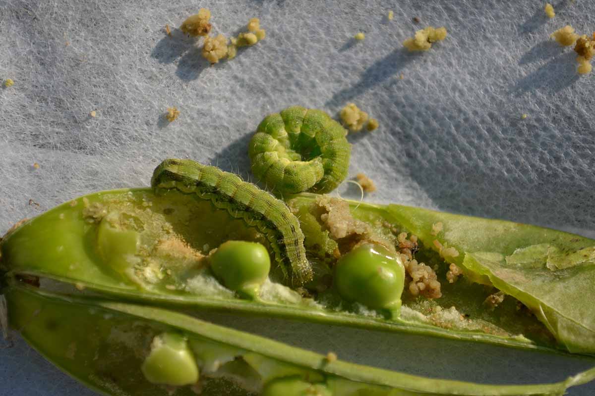 A close up horizontal image of a pea pod damaged by corn earworms.