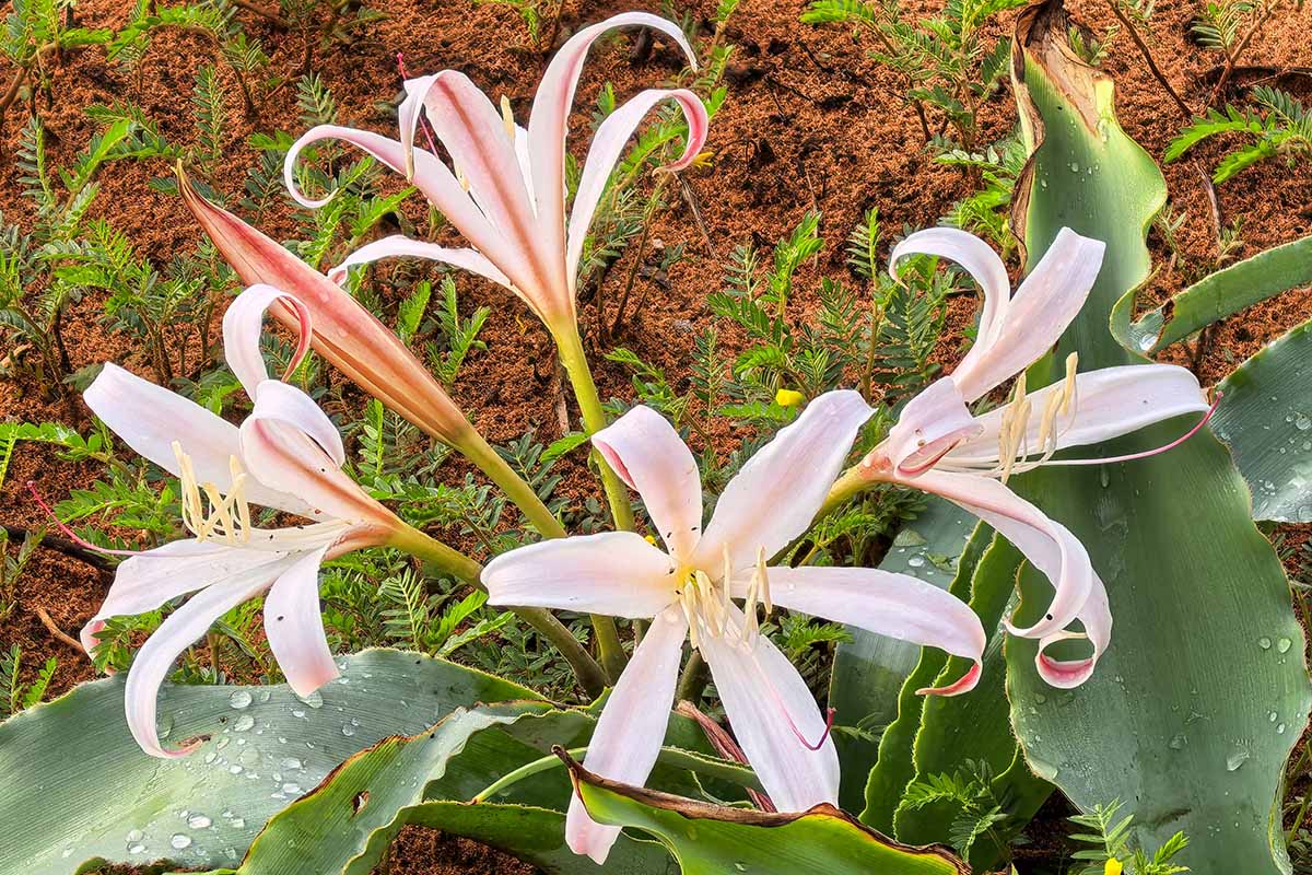 A close up horizontal image of crinum lilies growing in the garden.