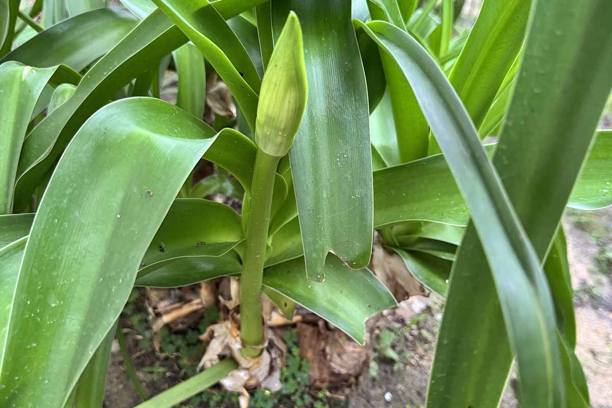A close up horizontal image of a flower stalk emerging from a large bulb.