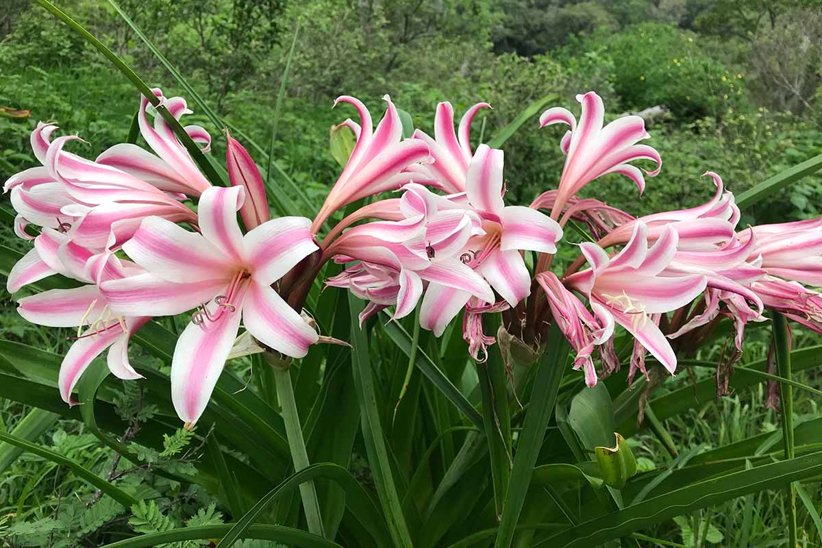 A close up horizontal image of a clump of pink and white crinum lilies growing in the landscape.