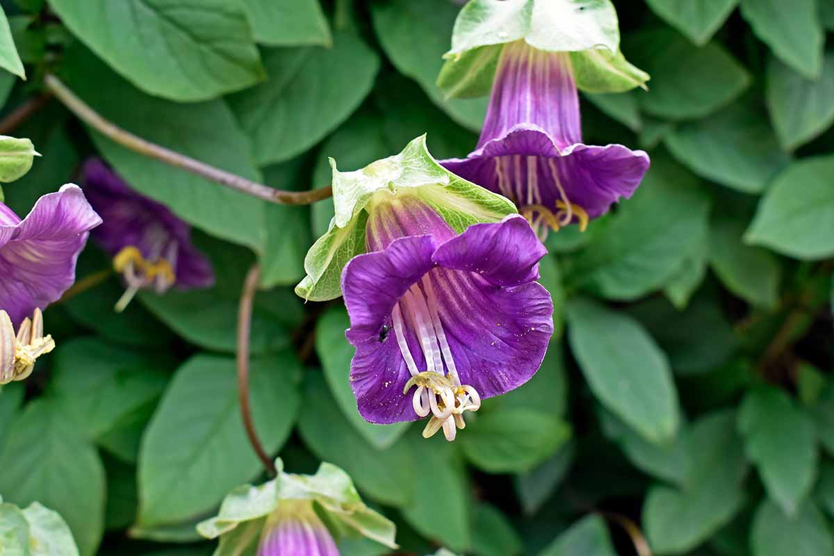 A close up horizontal image of the purple flowers of cup and saucer vine growing in the garden.