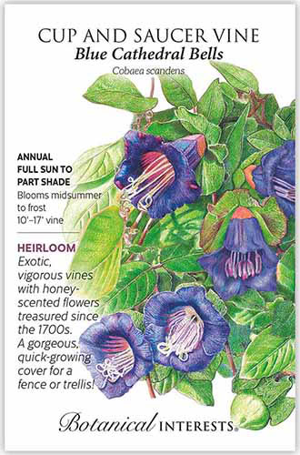 A close up of a seed packet of cup and saucer vine with text to the left of the frame and a hand-drawn illustration to the right.