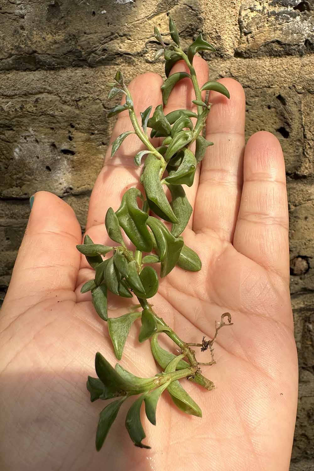 A close up vertical image of an open palm holding succulent cuttings pictured in light sunshine.