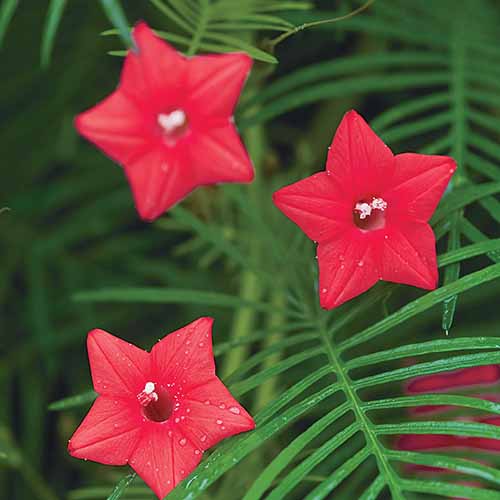 A close up square image of the bright red flowers of cypress vine growing in the garden pictured on a soft focus background.
