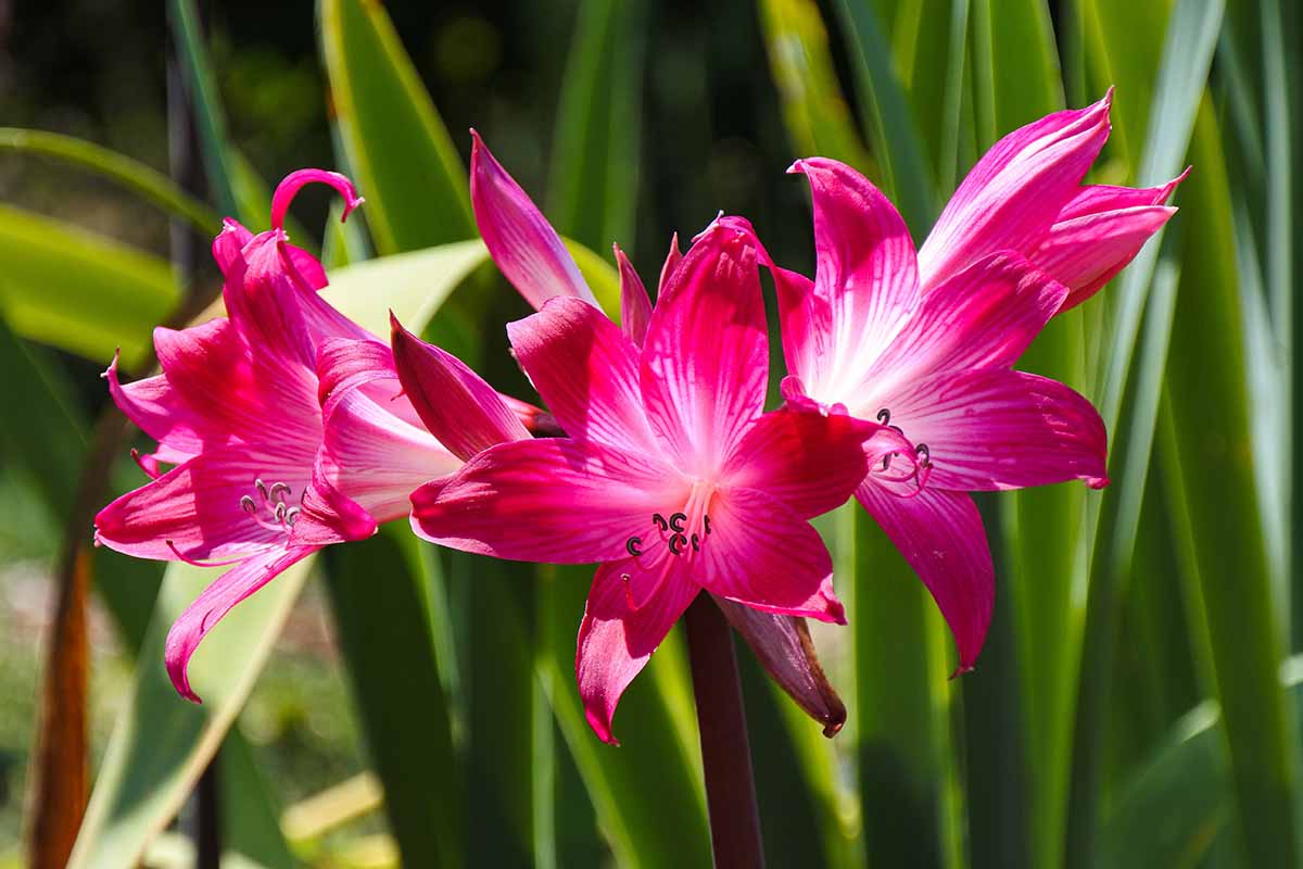 A close up horizontal image of bright pink crinum lilies growing in bright sunshine pictured on a soft focus background.