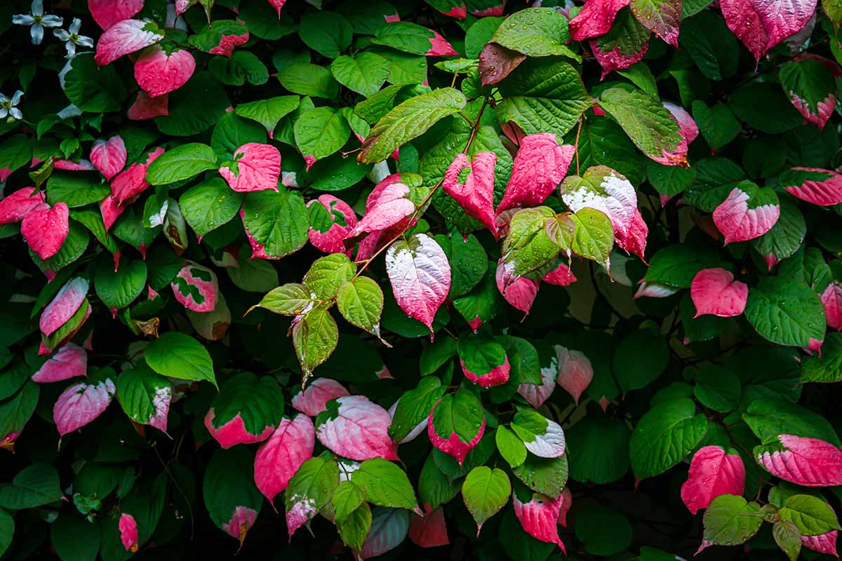 A close up horizontal image of the variegated and colorful foliage of an arctic kiwi vine growing in the garden.