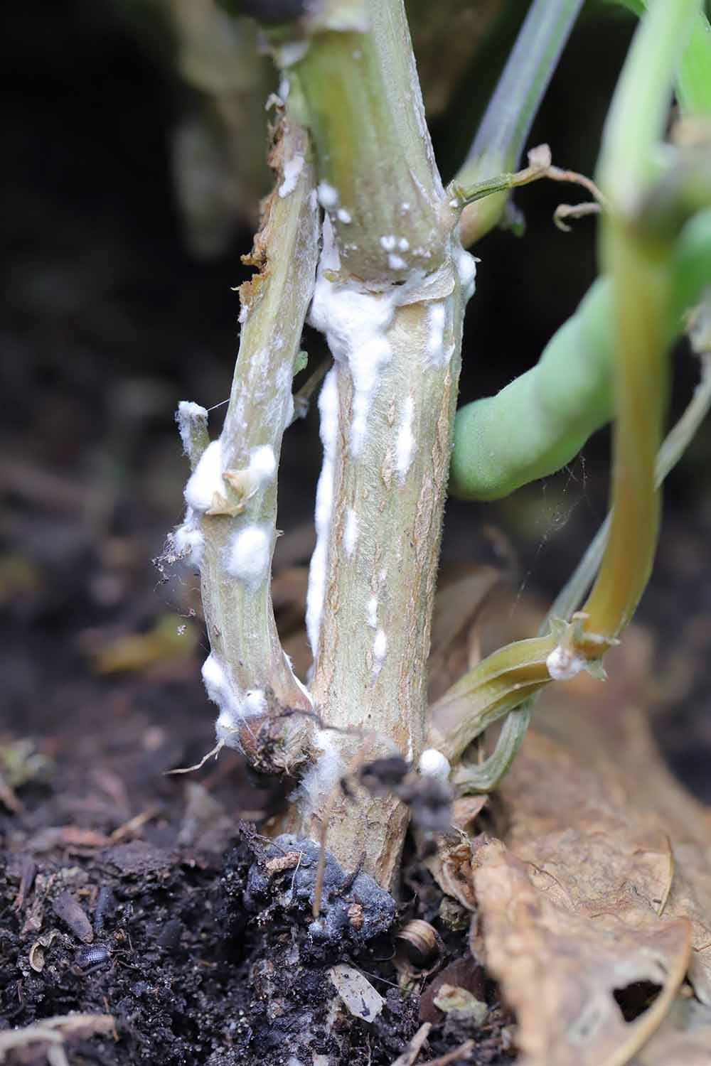 A close up vertical image of a stem infected with white mold.
