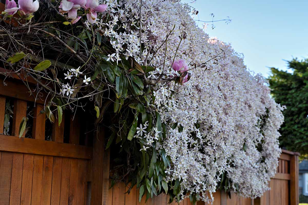 A horizontal image of a blooming evergreen clematis cascading over the side of a wooden fence.