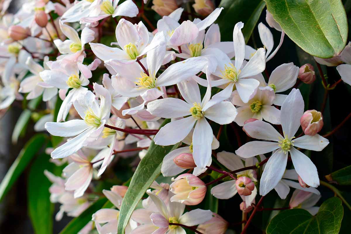A close up horizontal image of white flowers and leathery green foliage in the spring landscape.