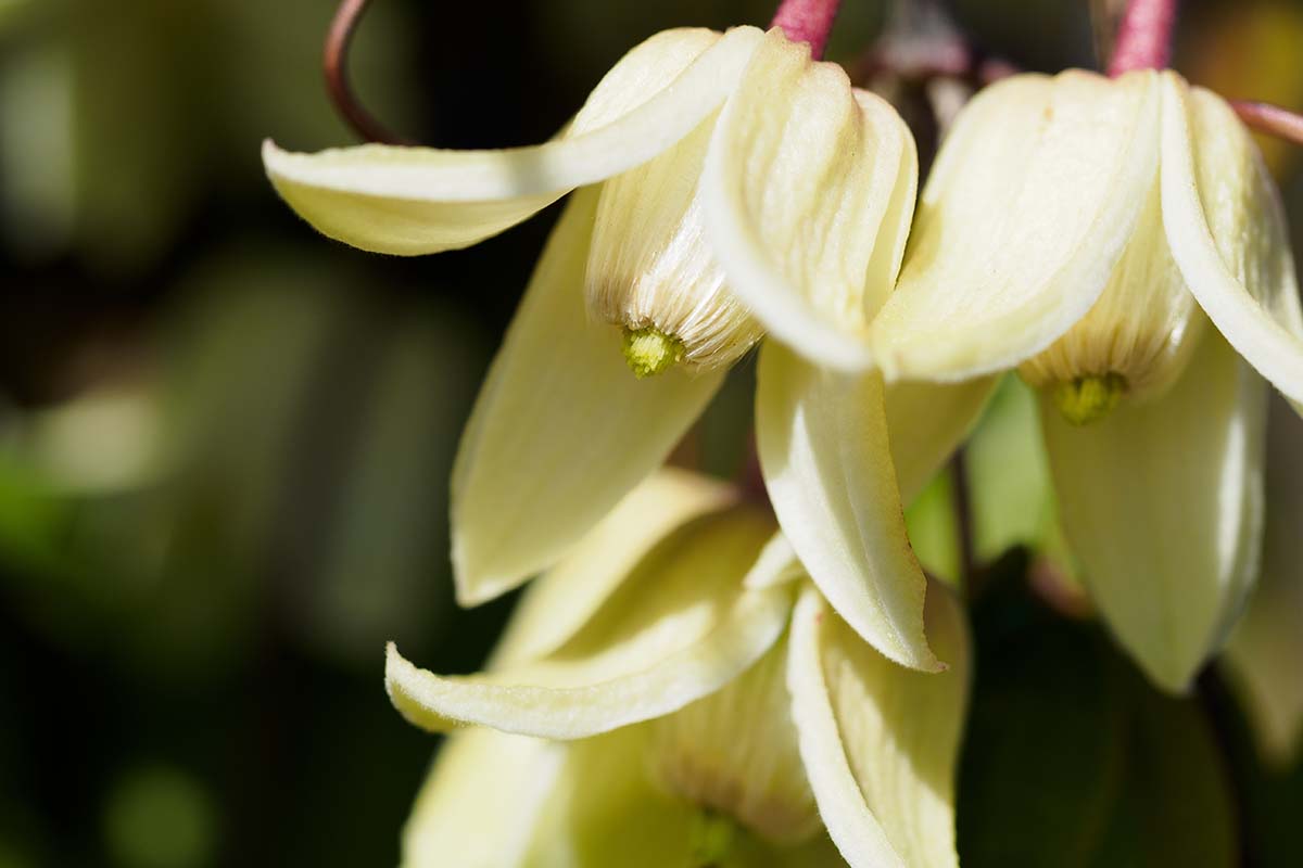 A close up horizontal image of the blooms of Clematis urophylla pictured on a dark soft focus background.