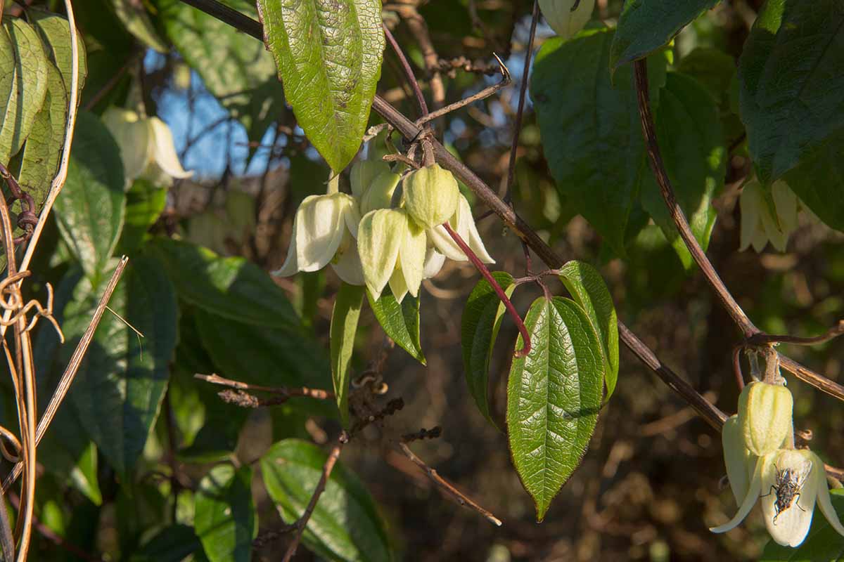 A close up horizontal image of the winter flowers and foliage of Clematis urophylla growing in the garden pictured in light sunshine.