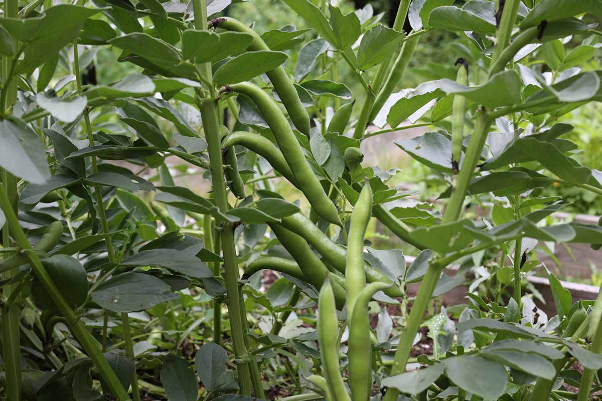 A close up horizontal image of favas growing in a raised bed garden.
