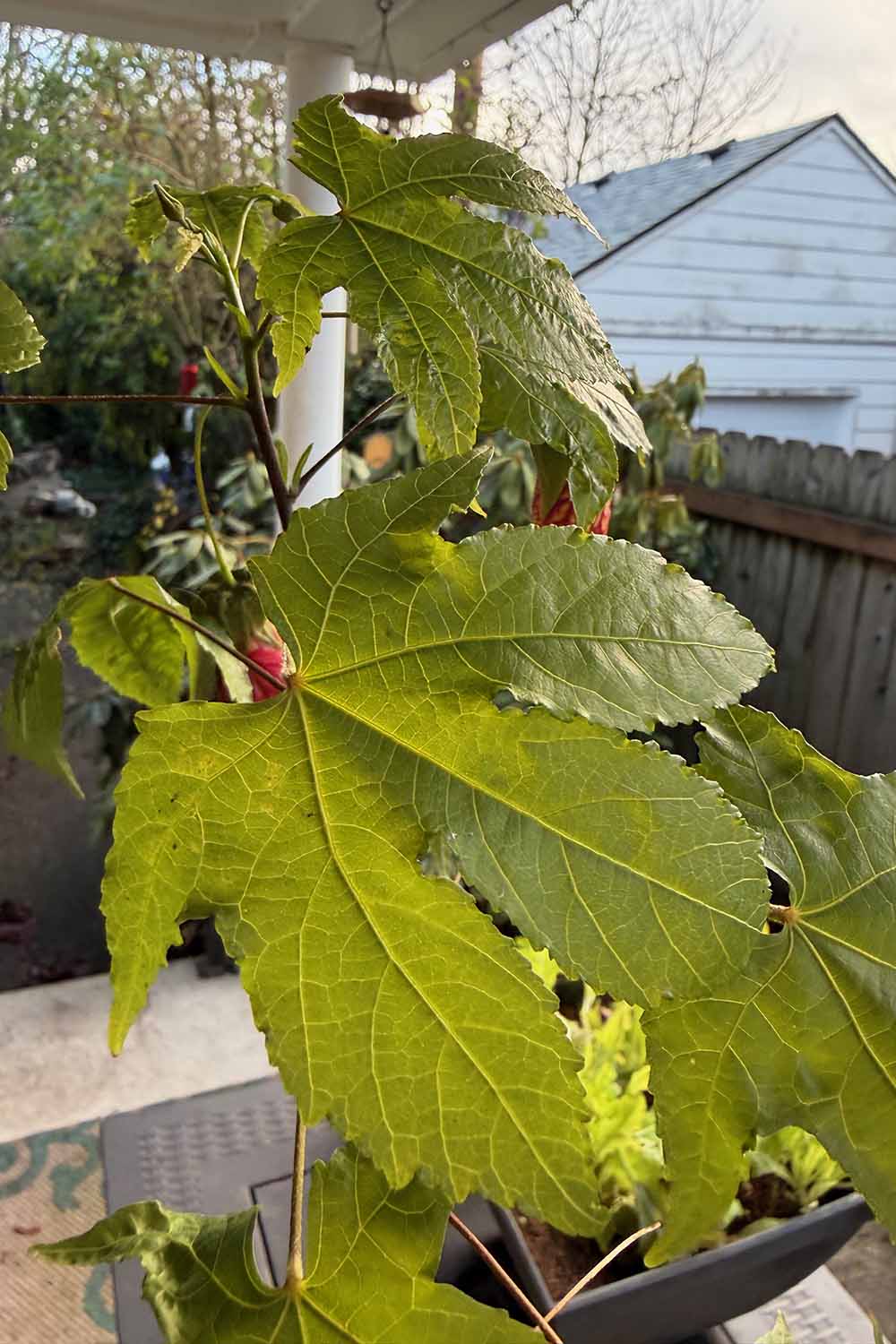 A close up vertical image of the foliage of a flowering maple growing in a pot set outside on a deck.