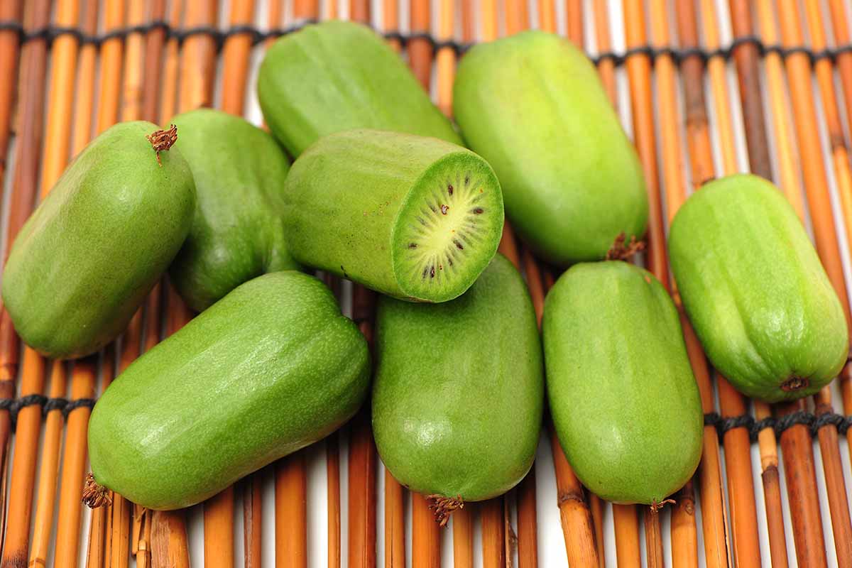 A close up horizontal image of freshly harvested green hardy kiwiberries set on a bamboo mat.